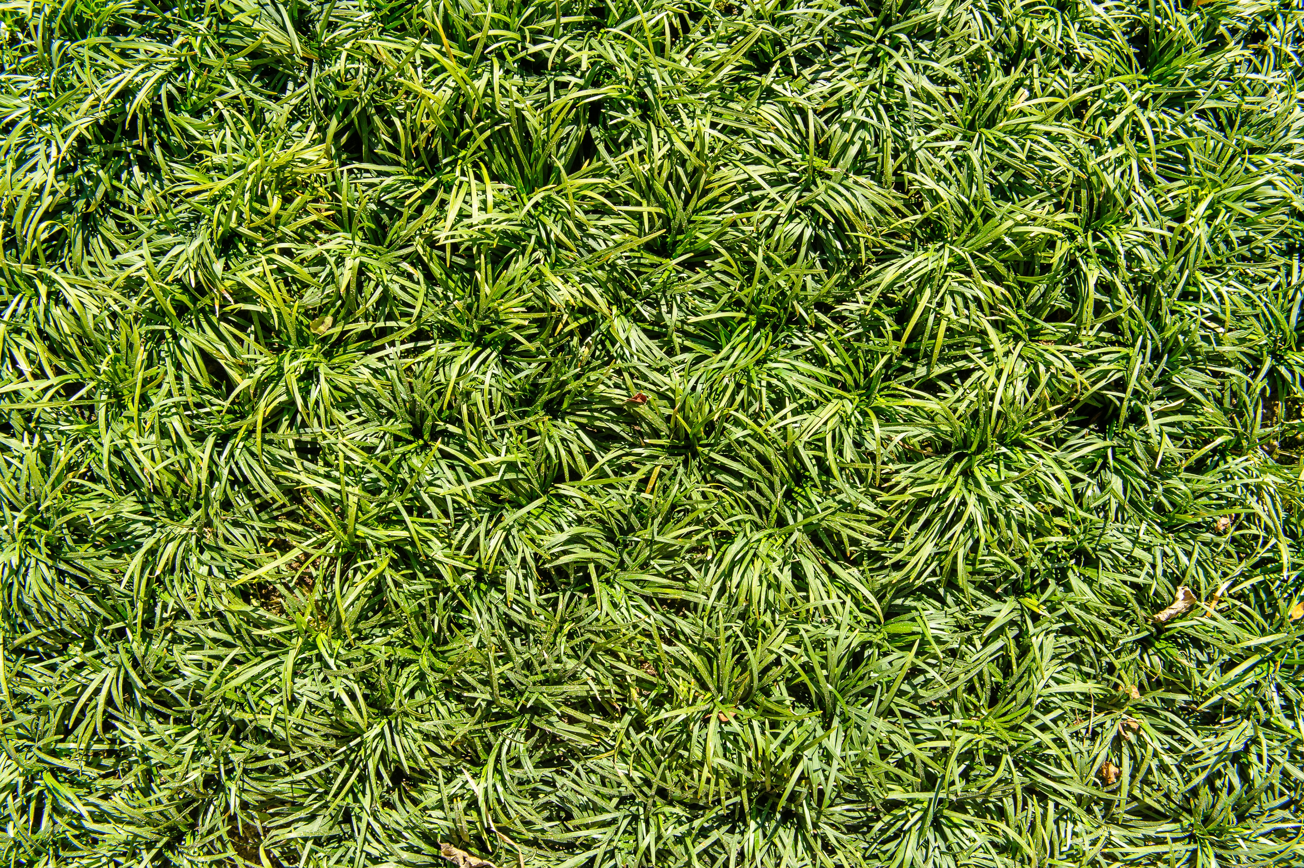 green grass field during daytime